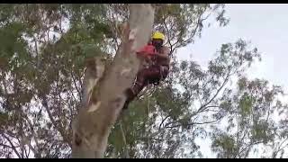 cutting down a large eucalyptus tree.