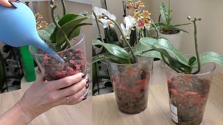 видео: И ВНОВЬ ПРОДОЛЖАЕТСЯ БОЙ! Орхидеи САКУРЫ, после черной гнили, что дальше...? картинка: И ВНОВЬ ПРОДОЛЖАЕТСЯ БОЙ! Орхидеи САКУРЫ, после черной гнили, что дальше...?