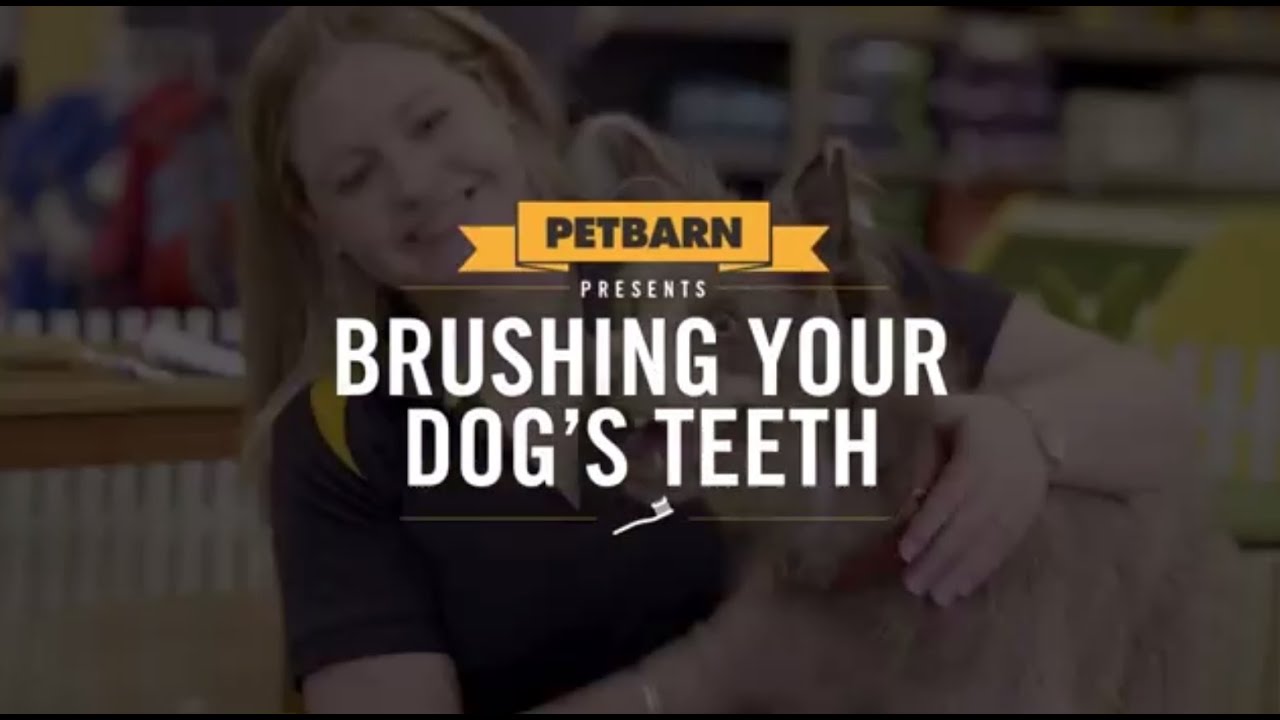How to brush your dog's teeth YouTube