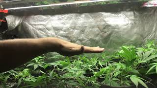 Octopot for beginners (Canopy Shaping) by Octogrower