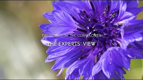 What part of cornflowers are edible?