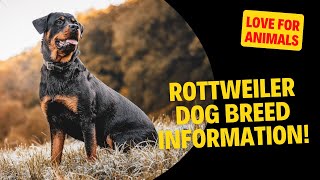 Rottweiler Dog Breed Information!!