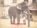 Popular  Elephants Of Kerala  Died