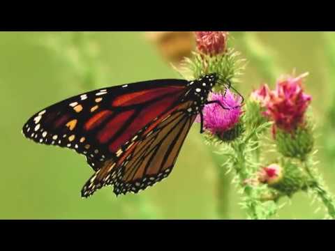 'Wings of Hope'