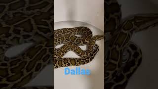 Reptile Rescue / Burmese python - Dallas Wealth