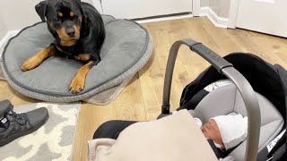 Rottweiler Bruno meeting his baby Sister! |55