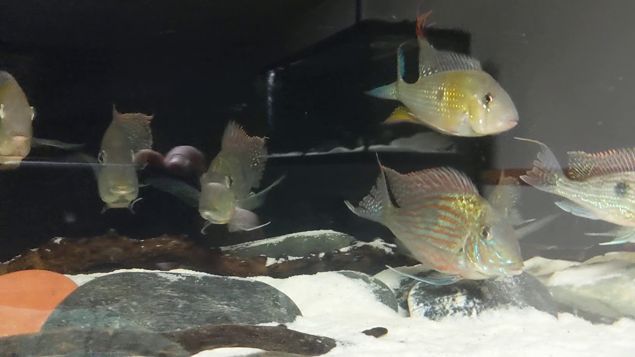 Geophagus Sveni F1 one year growth - from Jeff Rapps