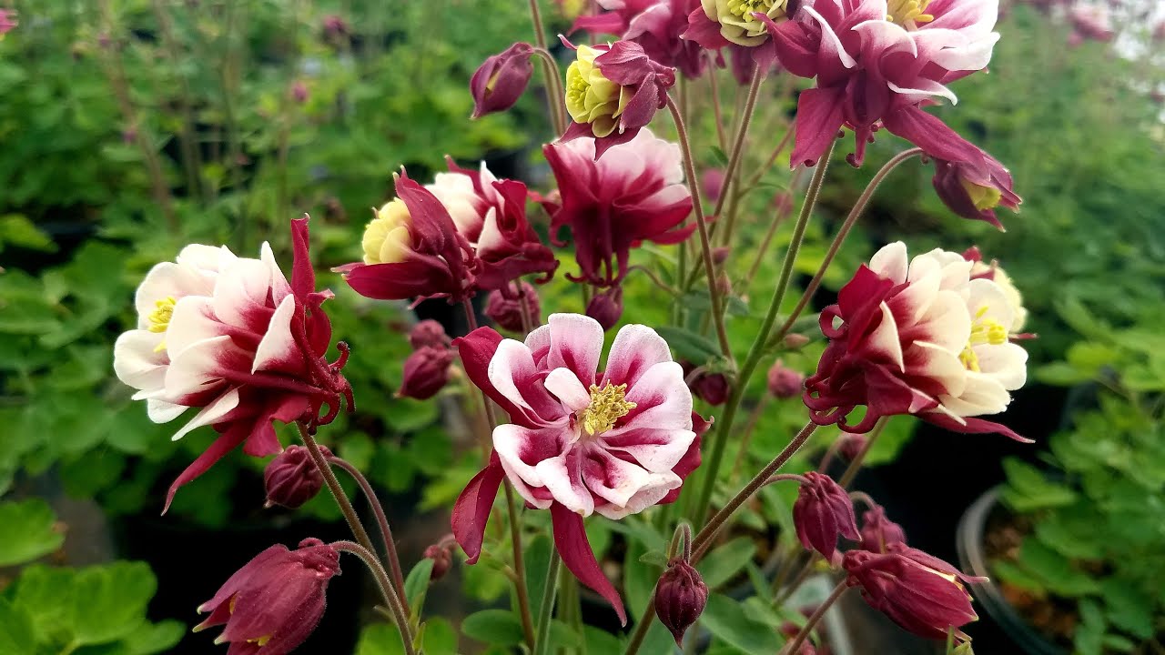 Aquilegia 'Winky Double Red & White' (Columbine) // Superb, spring flowering Perennial