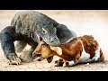 Top 11 CRAZIEST Facts About Komodo Dragons!