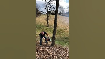 Cutting Tree with Chainsaw