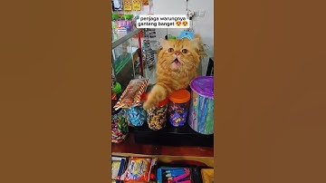 KUCING JUALAN DI WARUNG