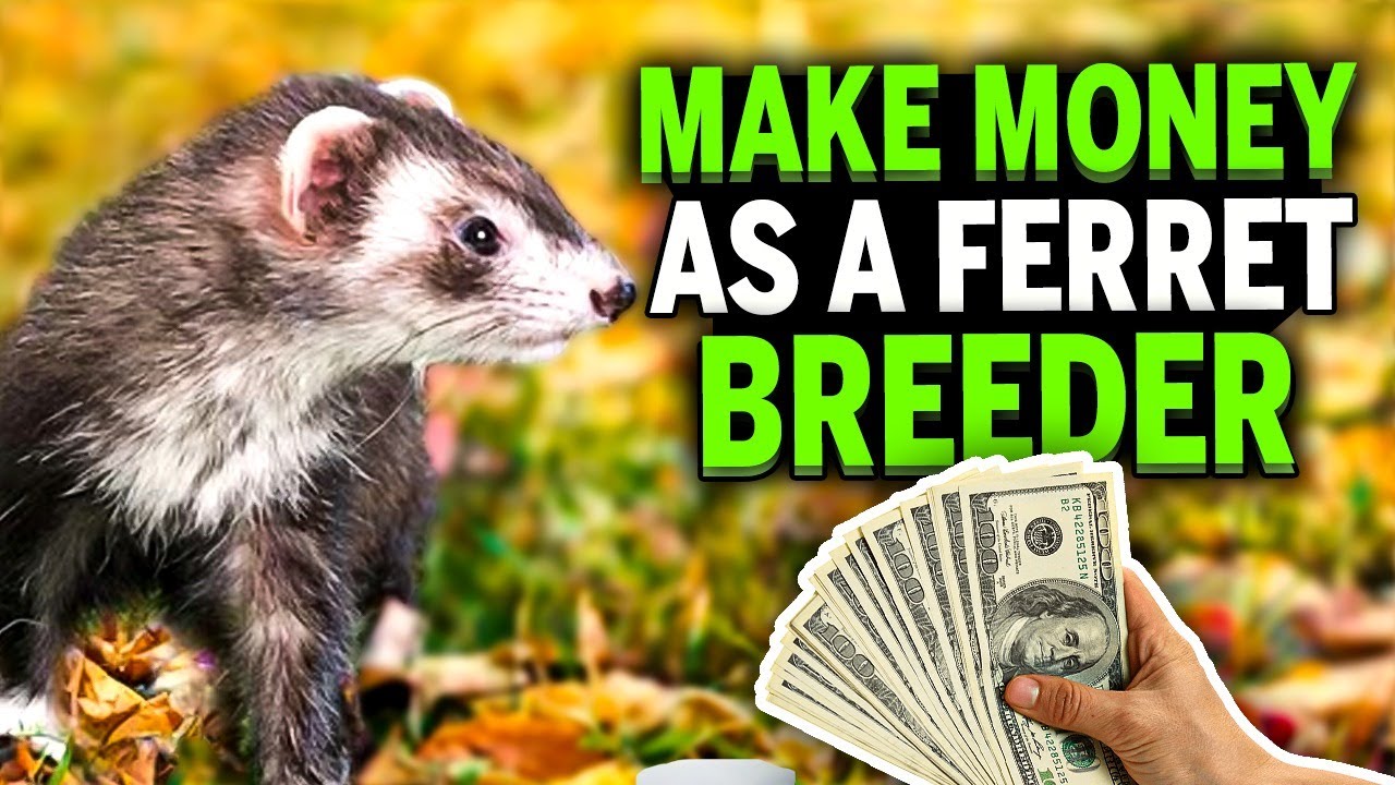 How to make money as a Ferret breeder YouTube