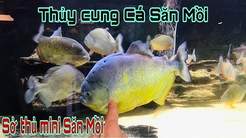 Tận hưởng thủy cung cá săn mồi sở thú giữa lòng Sài Gòn-Thái Salem lạnh người