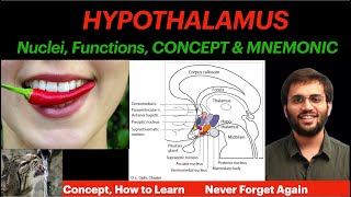 Hypothalamus | Physiology | Nuclei, Functions - Concept & Mnemonic | CNS Physiology Video