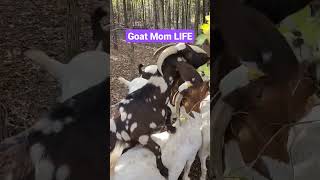 Fall Is For Hanging Out In The Woods With The Goats While They Eat The Last Green Leaves