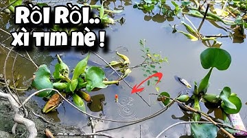 Tập 110 - Câu Cá Rô Đồng Khi Nước Vừa Lớn Là Giật Đã Tay Toàn Cá Mập Ú Thấy Ham | Trương Rô Miền Tây