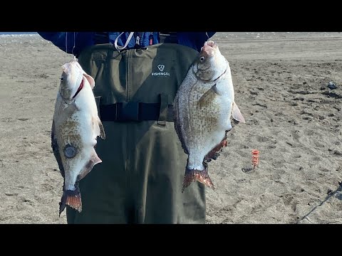 Video: Perch ntses (duab). Dej ntses perch. Hiav txwv bass