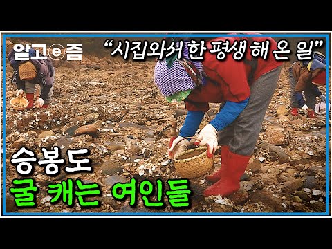 섬으로 시집와 평생 굴을 캐던 새댁들의 세월은 흘러 할머니가 되었다..｜한국기행｜알고e즘