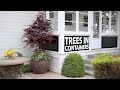 Can I Plant a Tree in a Container? // Garden Answer