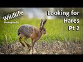Brown Hares | Part 2 | UK WILDLIFE and NATURE Photography | Canon R5