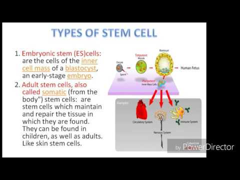 Stem cell and their application.