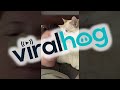 Sweet cat begs for nose kisses  viralhog