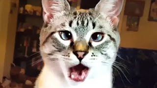 Its TIME for SUPER LAUGH - Best FUNNY CAT videos