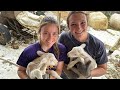 American 🇺🇸 Sheep 🐑 Shearing Trailer in Action!