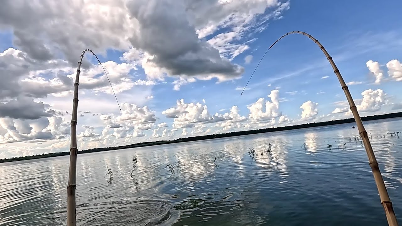 Quando o cardume de tilápias gigantes encostou não dava tempo de respirar no Rio grande 