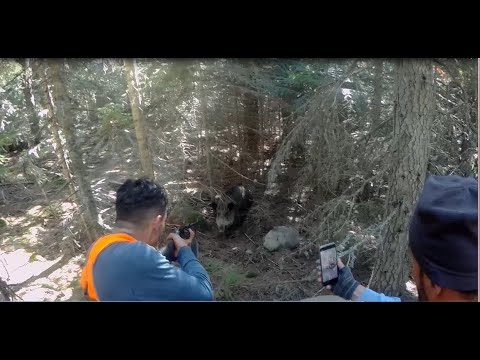 YABAN DOMUZUNUN AVCIYA SALDIRIŞI - İNANILMAZ GÖRÜNTÜLER - ACTION - THE MOST EXCITING WILDBOAR HUNTS