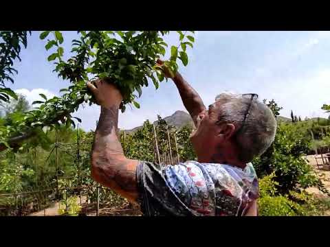 Video: Árboles de ciruelo de calibre verde: Aprenda a cultivar ciruelos de calibre verde