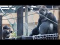 子供の前に寝転ぶ両親♪子ゴリラはどちらと寝る事を選んだ？⭐️Gorilla【京都市動物園】Does Kintaro choose to sleep with his father or mother?