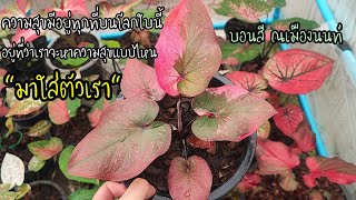 บอนสีณ เมืองนนท์ ป้ายสวยสะดุดตา|เบิดชัย บอนสี