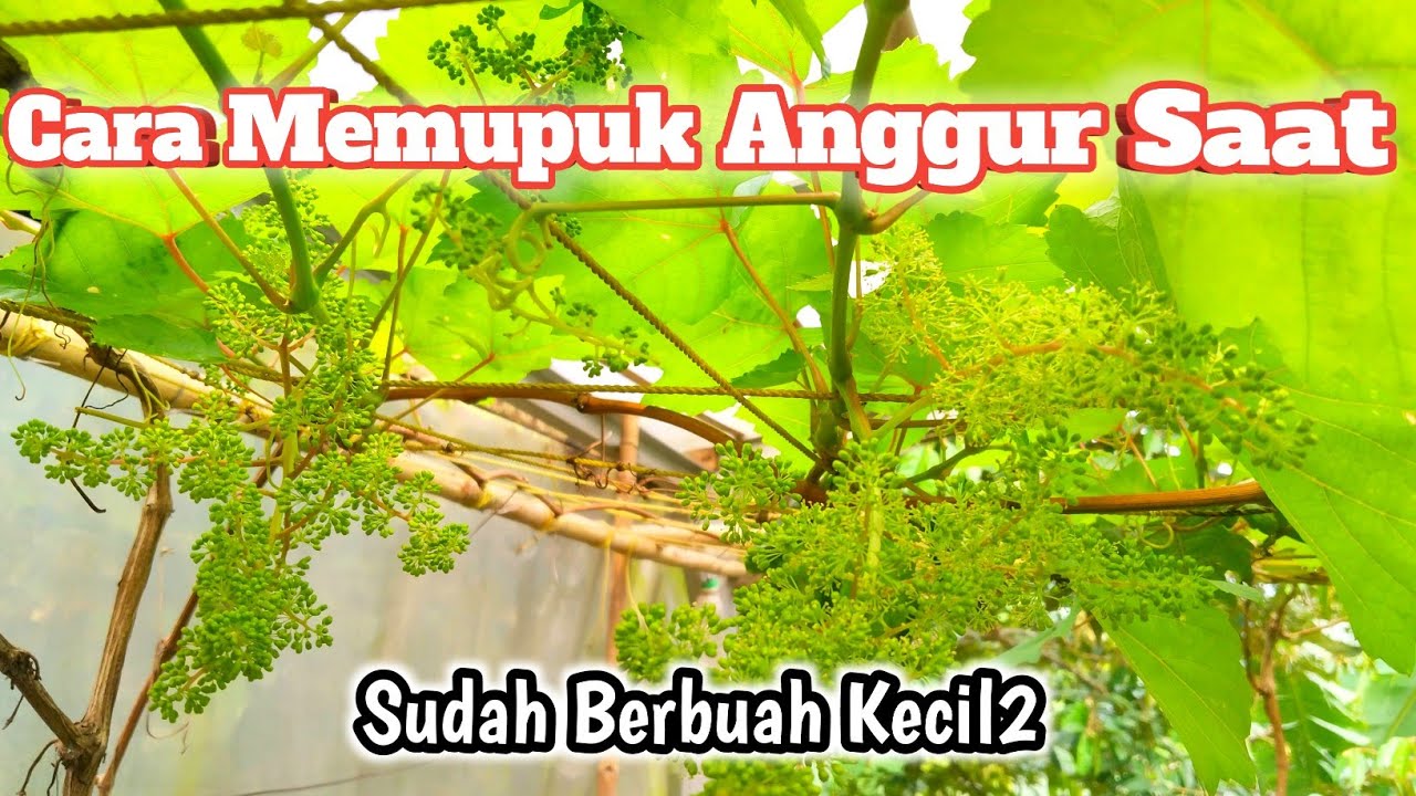 Andai Tau Dari Dulu❓Cara Memupuk Anggur Saat Sudah Berubah Kecil‼️