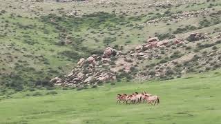 Przewalski's horses (Takhis) running in Hustai National Park, Mongolia