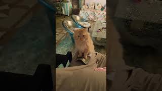 Cute Rio #shorts #family #mewo #rio #pet