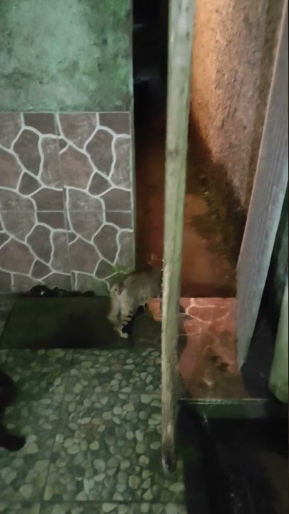 kucing kepergok wikwik 😂🤣