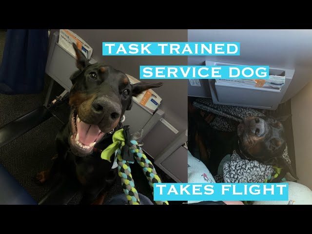 My Task Trained Service Dog Flies W Me Youtube - the dog whisperer roblox