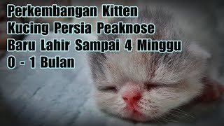 Perkembangan Kitten Kucing Persia Peaknose Baru Lahir Sampai 4 Minggu ( 0  1 Bulan )