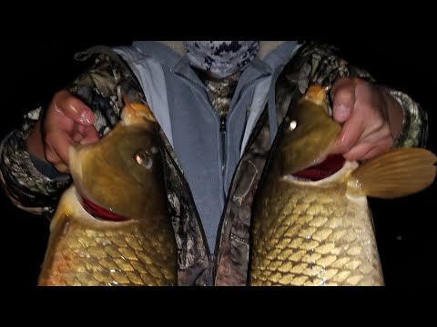 Video: Nuv Ntses Rau Carp