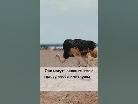 Факт: Страусы не прячут голову в песок - YouTube