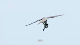 SONY A1 Impressive Peregrine Hunt 2207 08