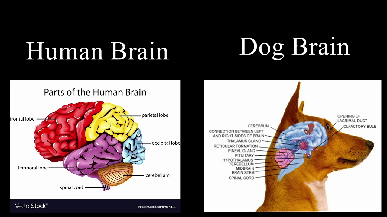 Мозг собаки отделы. Размер мозга кошки и собаки. Размер мозга собаки и человека.