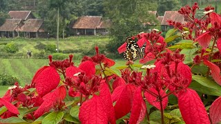 PENGINAPAN DI KAMOJANG GARUT! KEBUNNYA LUAS BANGET