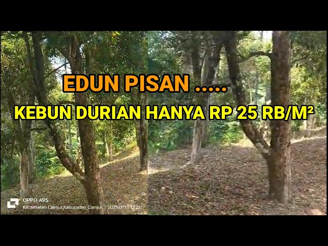 DIJUAL MURAH‼️KEBUN DURIAN RP 25RB/M², LOKASI DI DESA LEUWIKOJA KEC MANDE ~ CIANJUR class=