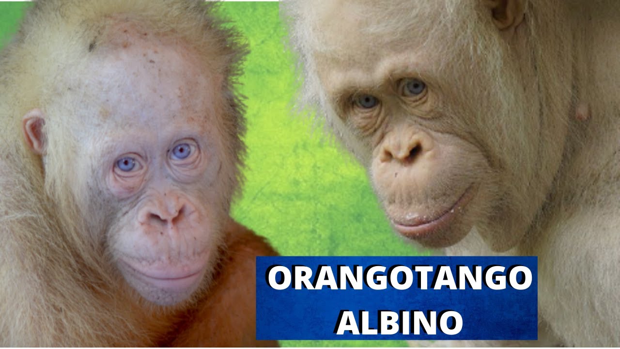 ORANGOTANGO ALBINO! O ÚNICO DO MUNDO! UM ANIMAL LINDO E SUPER RARO QUE