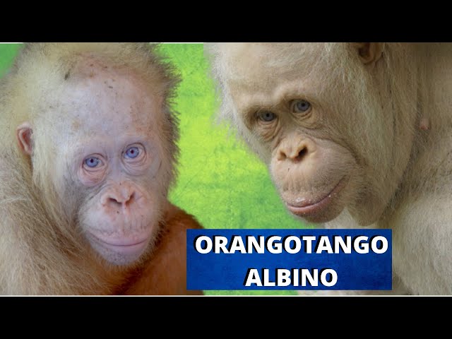 Macaco Albino em Seu Macaco Albinho  