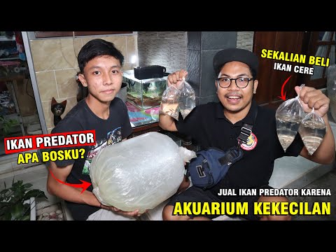 Video: Jualan Barat Daya Dengan Tiket Sehala Seharga $ 39