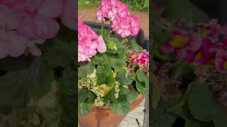 Refreshing pots for summer #gardening #cottagegarden #gardeningforbeginners #springgardening