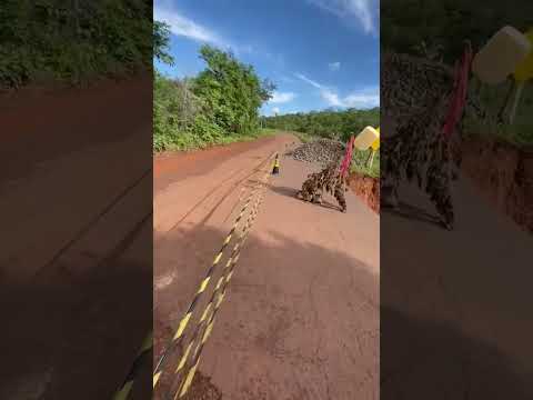 Trecho da MA-371 entre São Domingos do Azeitão a Benedito Leite ameaça romper após chuvas